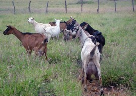 emepa racao melhora desempenho de caprinos e ovinos (2)