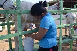 leite de cabra 270x180 - Paraíba se destaca na produção nacional de leite de cabra