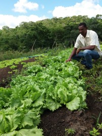 Hortaliças Bonfim 30 05 202x270 - Governo do Estado discute agroecologia na agricultura familiar