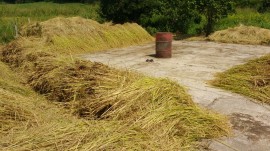 arroz vermelho 04 05