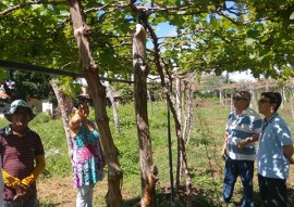 emater gerente sucesso irrigando uva em triunfo no sertao  (2)