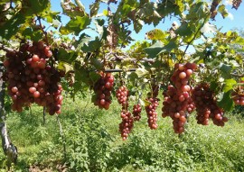 emater gerente sucesso irrigando uva em triunfo no sertao 3 270x191 - Agricultor aumenta renda irrigando uva no Sertão