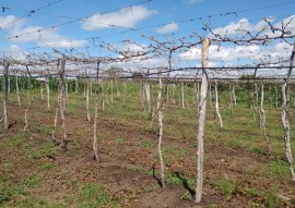 emater gerente sucesso irrigando uva em triunfo no sertao 4 270x191 - Agricultor aumenta renda irrigando uva no Sertão