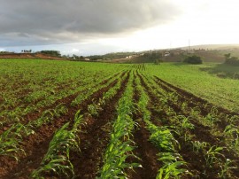 sorgo Emepa 04 05 270x202 - Governo cultiva sorgo para ração do rebanho da Emepa