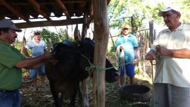 vacinação2 11 051 270x152 - Sedap e Emater mobilizam criadores para atingir 100% de vacinação do rebanho contra febre aftosa