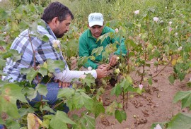 governo investe em algodao agroecologico 1 270x183 - Governo investe em algodão agroecológico e promove dia de campo para atrair agricultor