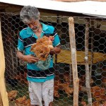 agricultores de alagamar assistidos pela emater criam frango caipira (1)