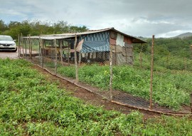 agricultores de alagamar assistidos pela emater criam frango caipira (5)