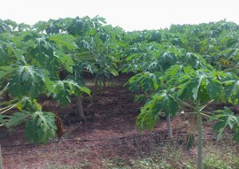 emater extensionistas e agricultores sao capacitados para uso racional da agua do sao francisco (3)