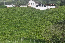 DSC0033 270x179 - Governo discute cultivo e produção de uva com agricultores de Natuba 