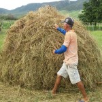 agricultores armazena silagem para alimentar rebanho (4)