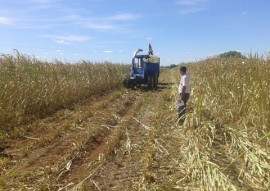 agricultores armazena silagem para alimentar rebanho 6 270x191 - Agricultores armazenam forragem para alimentar rebanho em período de estiagem