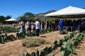 dia de campo 270x179 - Agricultores conhecem tecnologias em agroecologia e convivência com a estiagem em Dia de Campo