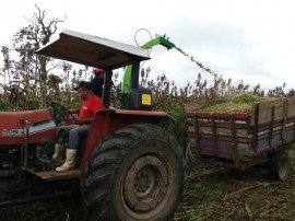 emepa sorgo 270x202 - Emepa inicia colheita e silagem de sorgo em estação experimental