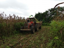 emepa sorgo2 270x202 - Emepa inicia colheita e silagem de sorgo em estação experimental