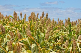 emepa sorgo3 270x179 - Emepa inicia colheita e silagem de sorgo em estação experimental