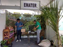 primenta 1 270x202 - Curso sobre aproveitamento da pimenta e do abacaxi estará na programação da Ruralfest e Festa do Cordeiro