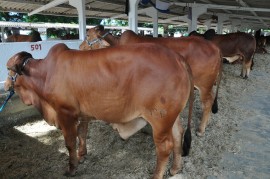 DSC 0376 270x179 - Emepa realiza leilão de bovinos durante a 50º Expofeira da Paraíba