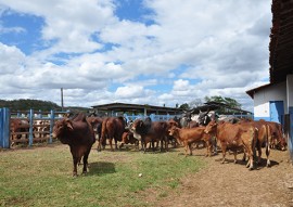 emater dia de campo bivinocultura leiteira vale rio do peixe 4 270x191 - Dia de campo de bovinocultura leiteira reúne criadores da região do Vale do Rio do Peixe com apoio da Emater 