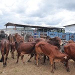 emater dia de campo bivinocultura leiteira vale rio do peixe (5)