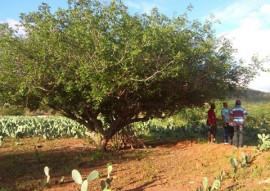 pesquisa e extensao se unem para cultivo de umbu 4 270x191 - Pesquisa e extensão se unem para incentivar cultivo de umbu na Paraíba