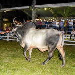 raca bovina_foto walter rafael (1)