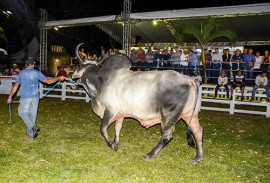 raca bovina_foto walter rafael (1)