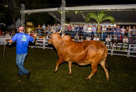 raca bovina_foto walter rafael (2)