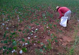 workshop de cultivo do algodao colorido (1)