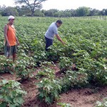 workshop de cultivo do algodao colorido (7)