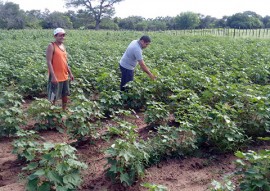 workshop de cultivo do algodao colorido (7)