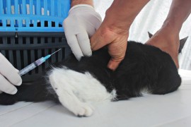 RicardoPuppe Dia D Vacina Raiva 2 270x180 - Cachorros e gatos são vacinados contra a raiva animal em toda a Paraíba