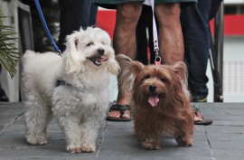 RicardoPuppe Dia D Vacina Raiva 51 270x177 - Mais de 350 mil cães e 115 mil gatos já foram vacinados contra a raiva animal na Paraíba este ano