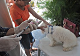 RicardoPuppe Dia D Vacina Raiva 6 270x189 - Cachorros e gatos são vacinados contra a raiva animal em toda a Paraíba