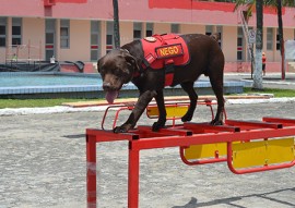 corpo de bombeiros adquire equipamentos para caes (1)