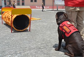 corpo de bombeiros adquire equipamentos para caes (6)