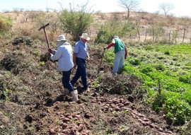 agricultores de Nazarezinho 2 270x191 - Jovem agricultor de Nazarezinho recebe apoio da Emater e compra imóvel rural com a produção de hortaliças