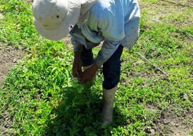 agricultores de Nazarezinho 5 270x191 - Jovem agricultor de Nazarezinho recebe apoio da Emater e compra imóvel rural com a produção de hortaliças