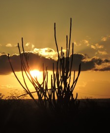 Foto ganhadora autoria de Alana Ferreira da Silva 224x270 - Paraibana vence concurso de fotografia do Programa Semear Internacional