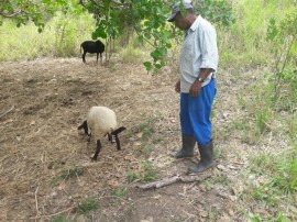 caprinos bomfim2 270x202 - Projeto Ecoprodutivo: Nascem novos ovinos Dorpe no Quilombolas do Bonfim