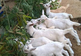 foto projeto sudene 270x189 - Pequenos produtores de nove municípios são contemplados com genética caprina da Emepa