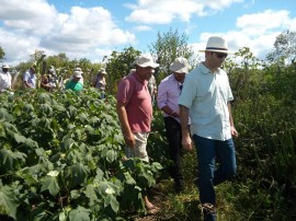 algodão 1 270x202 - Governo da Paraíba retoma ações de cooperação com o Mercosul em extensão rural