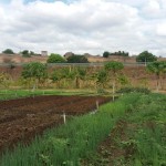 malta-hortaliça agroecologica (6)