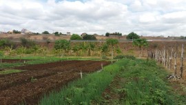 malta-hortaliça agroecologica (6)