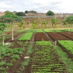 malta-hortaliça agroecologica (7)