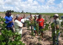 emater incentiva producao de inhame agroecologico em areas indigenas 3 270x191 - Governo incentiva produção de inhame agroecológico em áreas indígenas da Paraíba