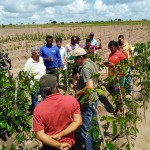 emater incentiva producao de inhame agroecologico em areas indigenas (8)