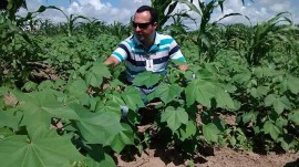 Alexandre Alfredo Algodão 270x151 - ​Projeto Algodão Paraíba é tema de palestra no Congresso Brasileiro de Nutrição em Brasília