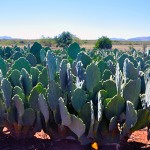 dia de campo palma