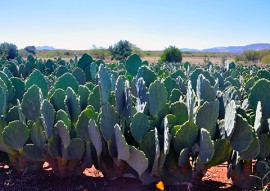 dia de campo palma 270x191 - Governo promove dia de campo para mostrar uso da palma na ração animal e alimento humano